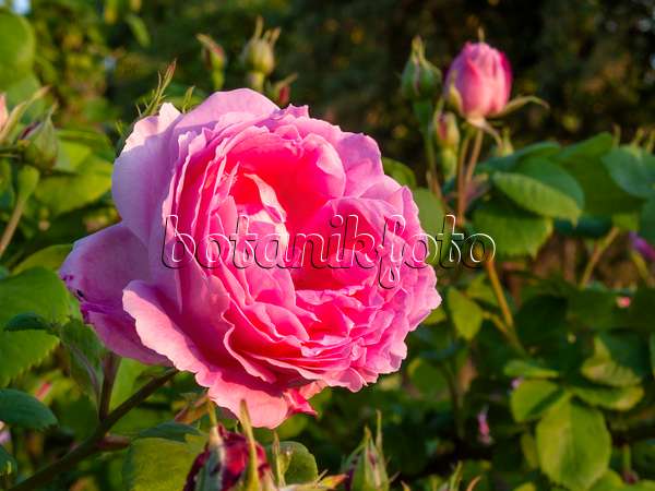 Bilder Rosa Rose Du Roi Fleurs Pourpres Bilder Von Pflanzen Und