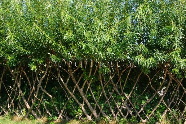 braided-willow-hedge-475043.jpg