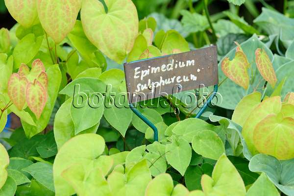 Barrenwort Epimedium