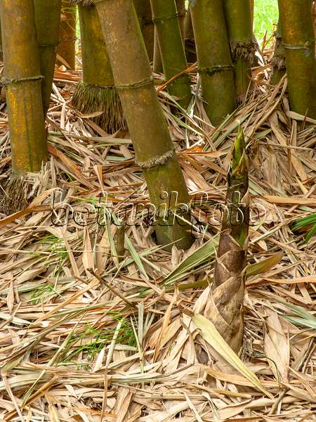sacred bali bamboo