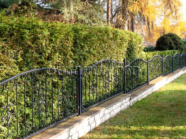 with arborvitae hedge