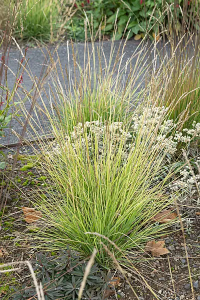 675372 - Autumn moor grass (Sesleria autumnalis)