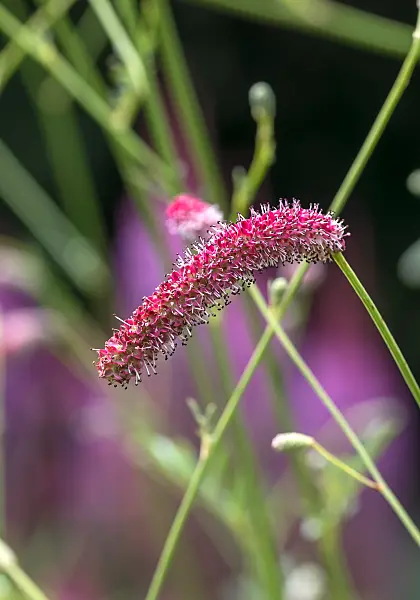 675366 - Burnet (Sanguisorba tenuifolia 'Scapino')