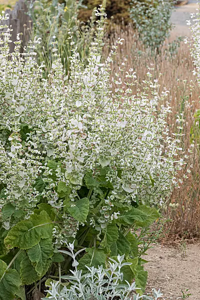675363 - Clary sage (Salvia sclarea 'Vatican White')