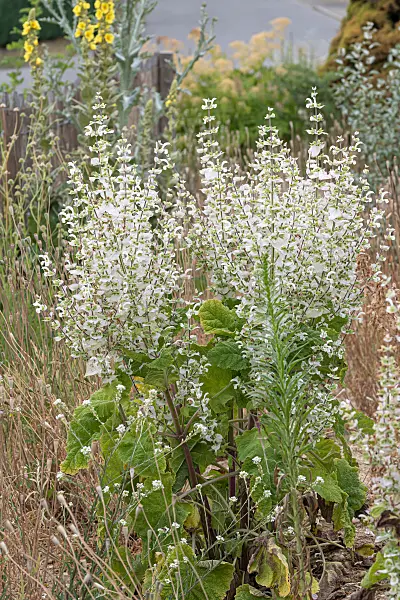 675364 - Clary sage (Salvia sclarea 'Vatican White')