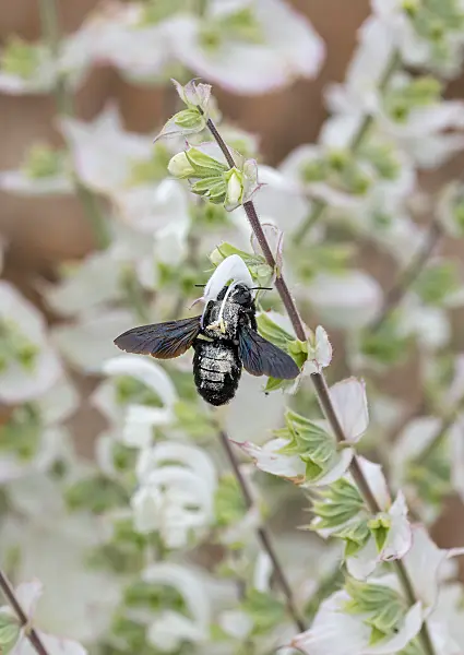 675365 - Clary sage (Salvia sclarea 'Vatican White')
