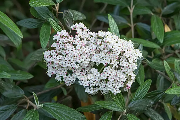 675381 - Evergreen viburnum (Viburnum Pragense)