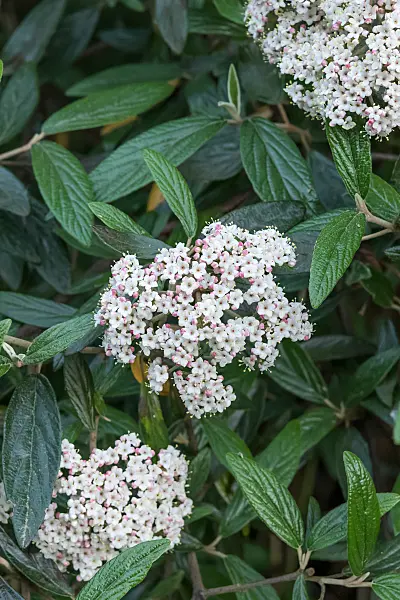 675382 - Evergreen viburnum (Viburnum Pragense)