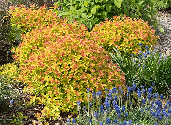 675373 - Japanese spiraea (Spiraea japonica 'Double Play Big Bang')