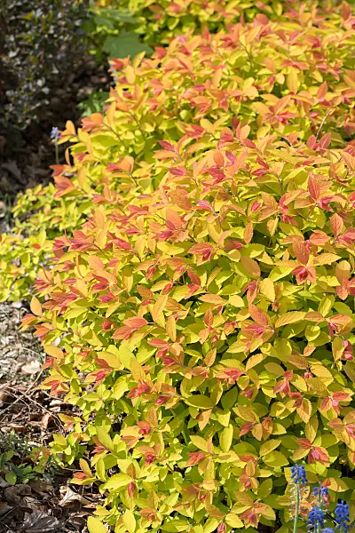 675374 - Japanese spiraea (Spiraea japonica 'Double Play Big Bang')