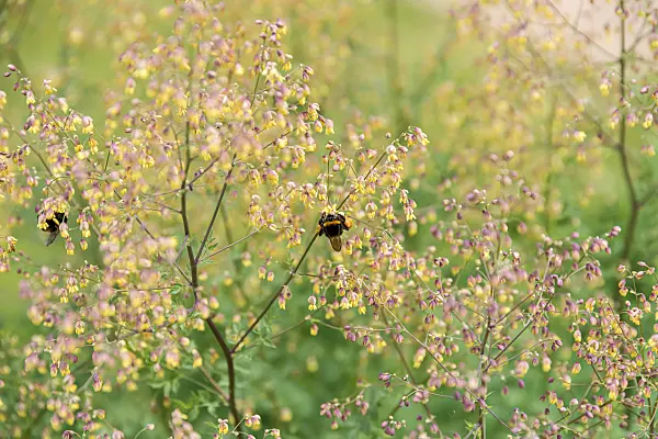 675377 - Lesser meadow rue (Thalictrum minus)