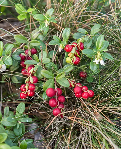 675379 - Lingonberry (Vaccinium vitis-idaea)