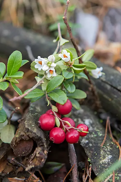 675380 - Lingonberry (Vaccinium vitis-idaea)