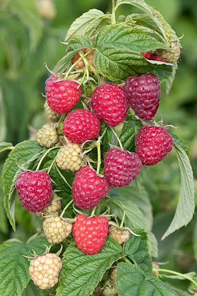 675362 - Red raspberry (Rubus idaeus 'Little Sweet Sister')