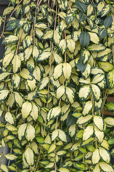 675383 - Smaller periwinkle (Vinca minor 'Illumination')