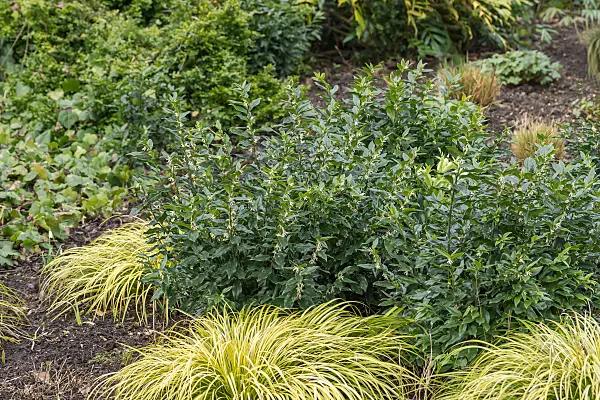 675368 - Sweet box (Sarcococca confusa)