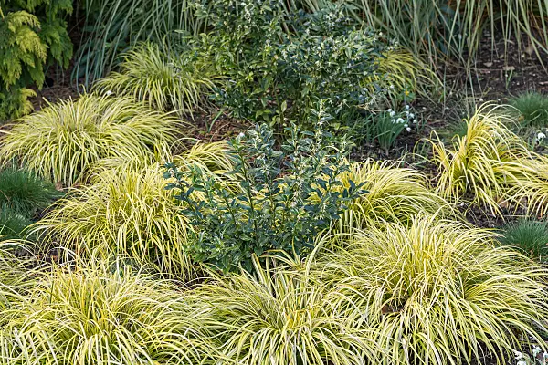 675369 - Sweet box (Sarcococca confusa)