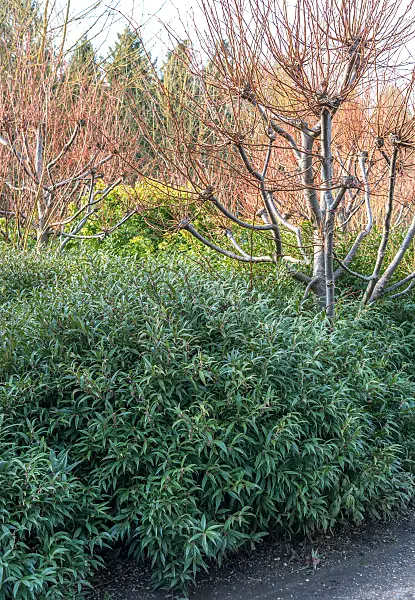 675370 - Sweet box (Sarcococca hookeriana)
