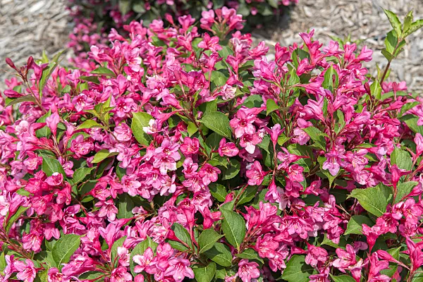 675385 - Weigela florida 'Sonic Bloom Pink'